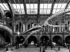 Museum Visits in England and Cultural Recovery