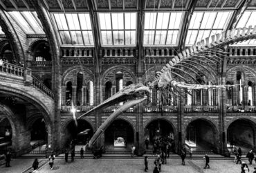 Museum Visits in England and Cultural Recovery